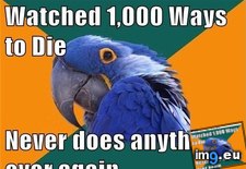 Tags: advice, animal, animals, memes, one, out, paranoid, parrot, turns, ways (Pict. in LOLCats, LOLDogs and cute animals)