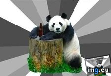 Tags: advice, animal, animals, line, memes, panda, pickup, test (Pict. in LOLCats, LOLDogs and cute animals)