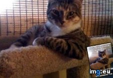 Tags: advice, animal, animals, attention, cat, dog, get, interesting, memes, world, you (Pict. in LOLCats, LOLDogs and cute animals)