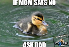 Tags: case, child (Pict. in My r/ADVICEANIMALS favs)