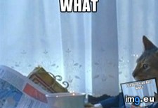 Tags: european (Pict. in My r/ADVICEANIMALS favs)