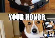 Tags: cat, dog, lawyer (Pict. in My r/ADVICEANIMALS favs)