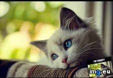 Tags: cat, problems, world (Pict. in My r/ADVICEANIMALS favs)