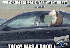 Tags: day, dog, good (Pict. in My r/ADVICEANIMALS favs)