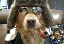 Tags: dog, good, guy, party (Pict. in My r/ADVICEANIMALS favs)
