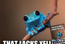 Tags: curious, fact, frog, origin, small, story (Pict. in My r/ADVICEANIMALS favs)