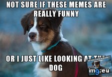 Tags: advice, animals, lot, question (Pict. in My r/ADVICEANIMALS favs)