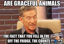 Tags: cat, terrible (Pict. in My r/ADVICEANIMALS favs)