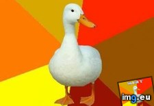 Tags: duck, mom, tech (Pict. in My r/ADVICEANIMALS favs)