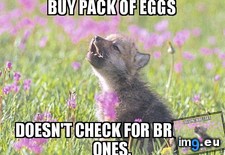 Tags: absolute, madman, thought, was, wife (Pict. in My r/ADVICEANIMALS favs)