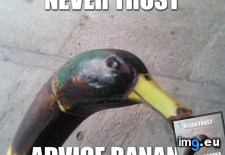 Tags: image (Pict. in My r/ADVICEANIMALS favs)