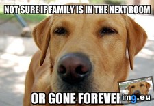 Tags: dog, not (Pict. in My r/ADVICEANIMALS favs)