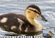 Tags: mall, older, one, overheard, sister, way (Pict. in My r/ADVICEANIMALS favs)