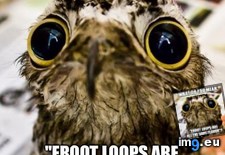 Tags: front, morning, page, reading (Pict. in My r/ADVICEANIMALS favs)
