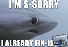 Tags: awkward, sexually, shark (Pict. in My r/ADVICEANIMALS favs)