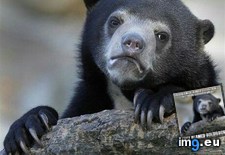 Tags: crime, perfect (Pict. in My r/ADVICEANIMALS favs)