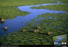Tags: aerial, elephants, kenya (Pict. in National Geographic Photo Of The Day 2001-2009)