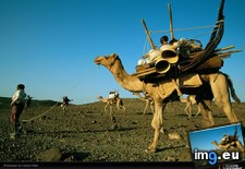 Tags: afar, camel, peter (Pict. in National Geographic Photo Of The Day 2001-2009)