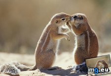 Tags: affectionate, africa, cape, ground, south, squirrels (Pict. in Beautiful photos and wallpapers)
