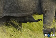 Tags: african, botswana, calf, chobe, elephant, national, park (Pict. in Beautiful photos and wallpapers)