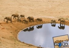 Tags: african, elephants, hole, water (Pict. in Beautiful photos and wallpapers)
