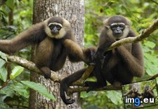 Tags: agile, gibbons, indonesia, national, park, puting, tanjung (Pict. in Beautiful photos and wallpapers)