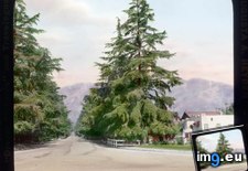Tags: altadena, california, christmas, daylight, lane, tree (Pict. in Branson DeCou Stock Images)