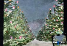 Tags: altadena, california, cedar, christmas, deodar, lane, lit, tree, trees (Pict. in Branson DeCou Stock Images)