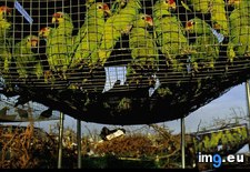 Tags: amazon, parrots (Pict. in National Geographic Photo Of The Day 2001-2009)