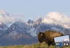 Tags: american, bison, moise, montana (Pict. in Beautiful photos and wallpapers)