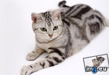 Tags: 1366x768, american, bobtail, wallpaper (Pict. in Cats and Kitten Wallpapers 1366x768)