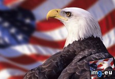 Tags: american, eagle, highres, usa, wallpaper (Pict. in Beautiful photos and wallpapers)