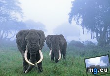 Tags: american, area, conservation, elephants, ngorongoro, tanzania (Pict. in Beautiful photos and wallpapers)