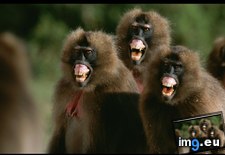Tags: angry, geladas (Pict. in National Geographic Photo Of The Day 2001-2009)