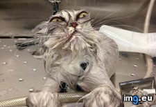 Tags: angry, cat, funny, photo, pussy, wet (Pict. in Rehost)