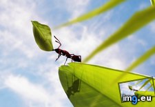 Tags: 1366x768, ant, wallpaper (Pict. in Animals Wallpapers 1366x768)