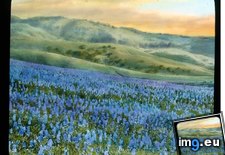 Tags: antelope, bloom, field, hillside, lupin, lupinus, valley (Pict. in Branson DeCou Stock Images)