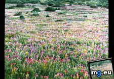 Tags: antelope, bloom, castilleja, clover, exserta, field, owl, valley (Pict. in Branson DeCou Stock Images)
