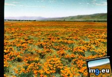 Tags: antelope, bloom, californica, eschscholzia, fields, poppy, valley (Pict. in Branson DeCou Stock Images)