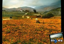 Tags: antelope, bloom, californica, eschscholzia, fields, hill, house, poppy, valley (Pict. in Branson DeCou Stock Images)