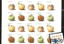 Tags: apples (Pict. in Tonymsusa)