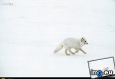 Tags: arctic, fox, leap (Pict. in National Geographic Photo Of The Day 2001-2009)