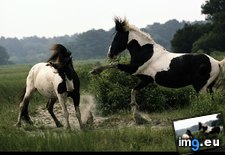 Tags: assateague, stallions (Pict. in National Geographic Photo Of The Day 2001-2009)