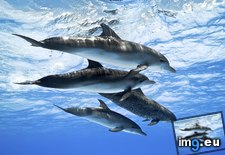 Tags: atlantic, dolphins, spotted (Pict. in Beautiful photos and wallpapers)