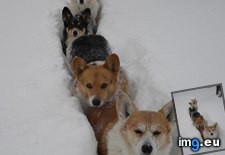 Tags: corgis, snow, trudging (Pict. in My r/AWW favs)