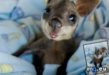 Tags: australian, baby, frlm, wallaby, weirdanimals (Pict. in My r/AWW favs)