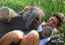 Tags: baby, elephant, friend, sat (Pict. in My r/AWW favs)