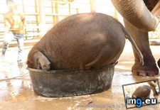 Tags: baby, elephant, fit (Pict. in My r/AWW favs)