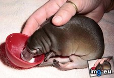 Tags: baby, platypus (Pict. in My r/AWW favs)