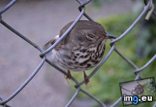 Tags: asleep, bird, but, fell, front, gate, girly, let, noise, not, out, saw, sweetheart, traditional (Pict. in My r/AWW favs)